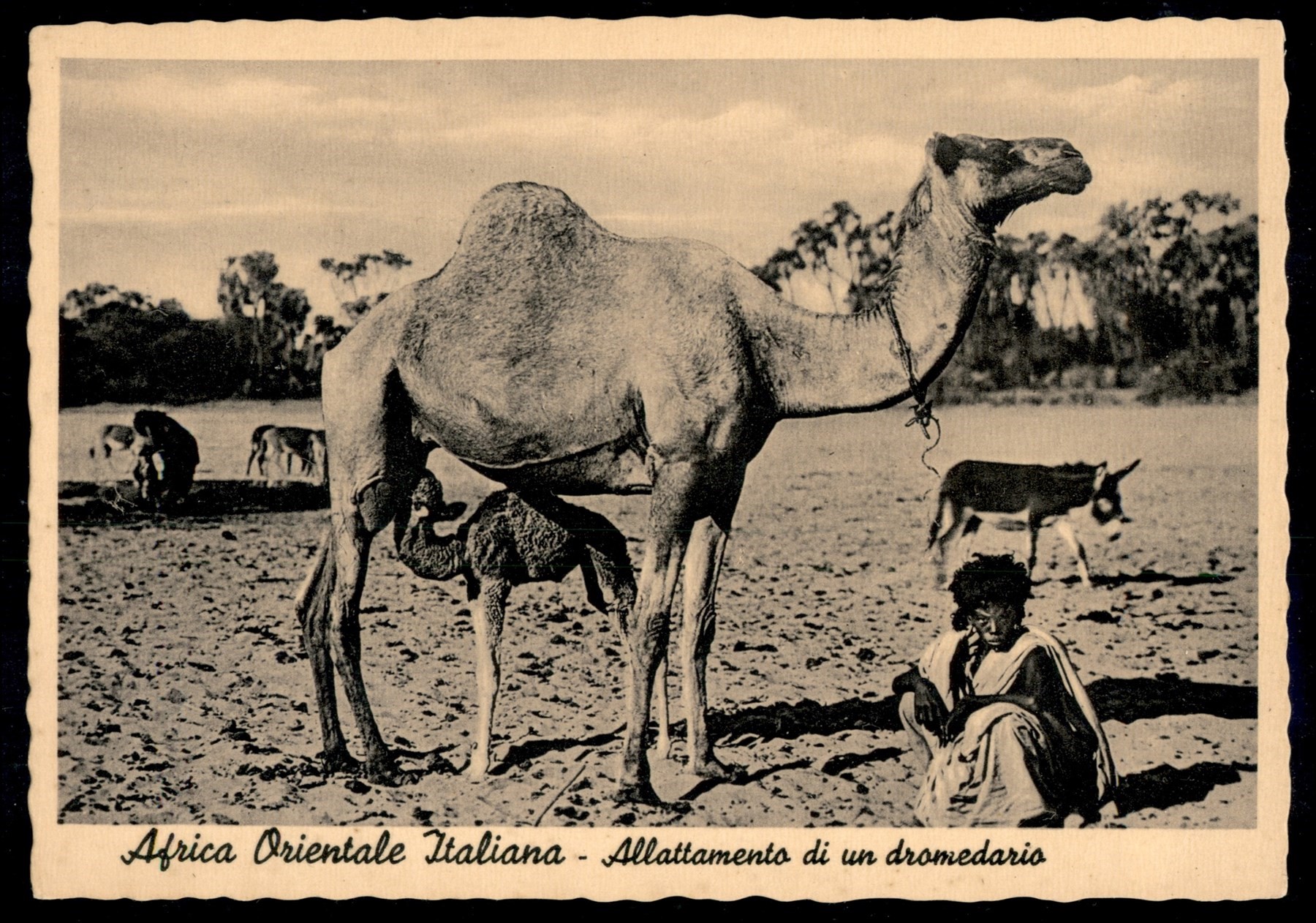 Italia / Colonie / Tripolitania / Posta Ordinaria